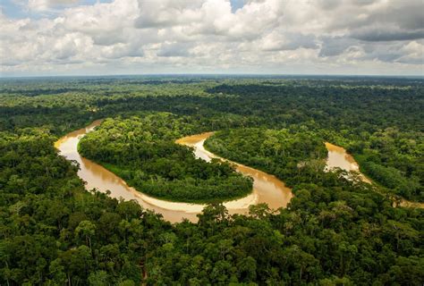 The Amazon Rainforest .